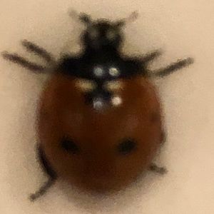 Meet your Posher, Evelyn